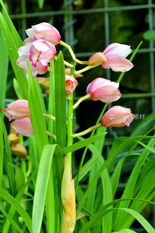 兰花/船兰花